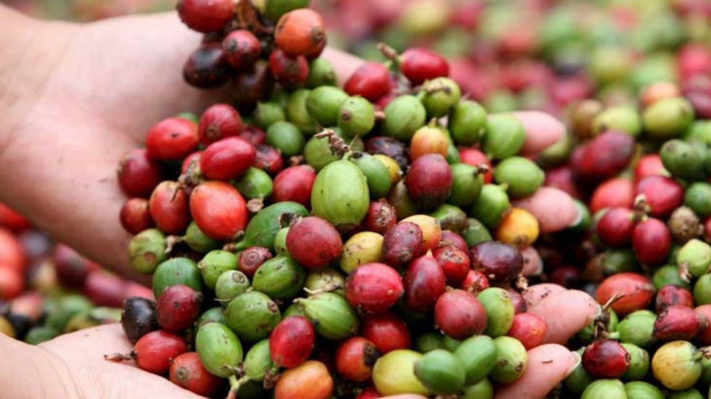 Diario Frontera, Frontera Digital,  Nacionales, ,Fedeagro: Venezuela exporta solo 10% de su producción de café con ingresos de $30 millones anuales