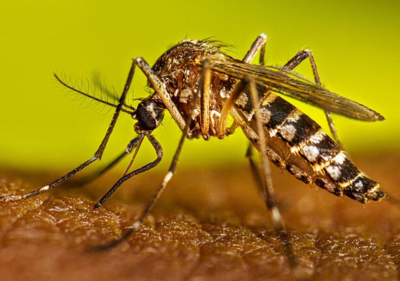 Diario Frontera, Frontera Digital,  Nacionales, Salud, ,Academia Nacional de Medicina reporta 29 casos y 2 muertes por fiebre amarilla en Venezuela