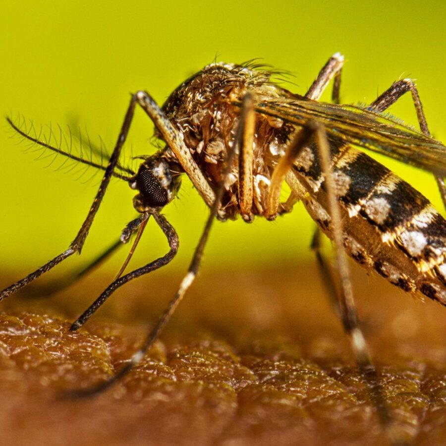 Diario Frontera, Frontera Digital,  Nacionales, Salud, ,Academia Nacional de Medicina reporta 29 casos y 2 muertes por fiebre amarilla en Venezuela