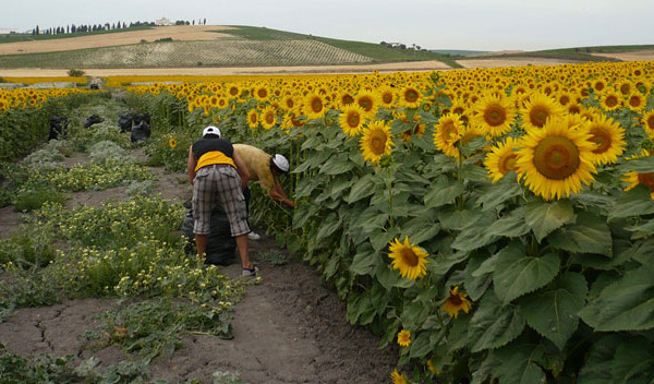 Diario Frontera, Frontera Digital,  Nacionales, ,El girasol florece en Venezuela: Siembra crece ante crisis del maíz