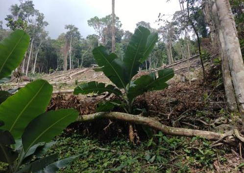 Diario Frontera, Frontera Digital,  Mocoties, ,El impacto ambiental no se limita a la pérdida de vegetación. La depredación ha provocado el descenso del nivel freático en la zona baja, afectando los depósitos que surten el acueducto, y ha incrementado el riesgo de deslaves al dejar expuestas extensiones de suelo frágil en las pendientes de la Cordillera de los Ande,Denuncian ecocidio en la montaña de Salinas de Mesa Bolívar: 
Riesgo de perder el agua en diez años