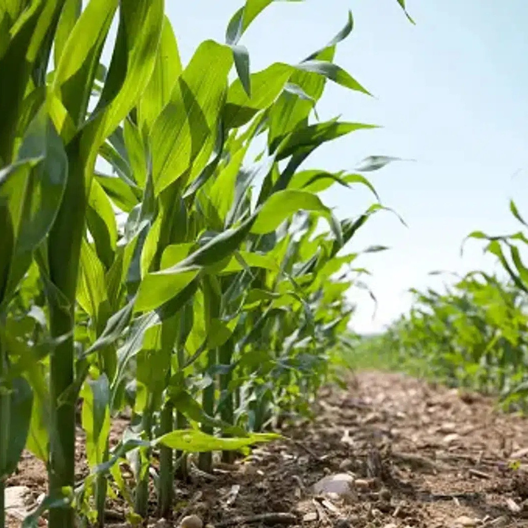 Frontera Digital,  Nacionales,  Ingenieros agrónomos: Altas temperaturas ponen en riesgo las próximas siembras en Venezuela