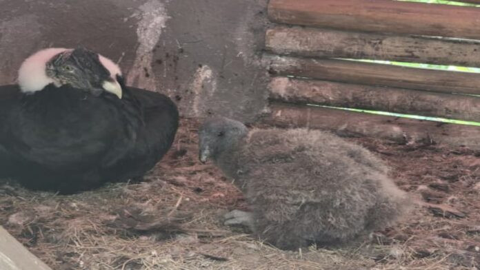 Diario Frontera, Frontera Digital,  Regionales, Páramo, ,El polluelo actualmente cuenta con peso de 3 kilos y el proceso de crecimiento es tomado por los expertos para estudios,Evolución del primer polluelo de cóndor en Mérida es satisfactoria