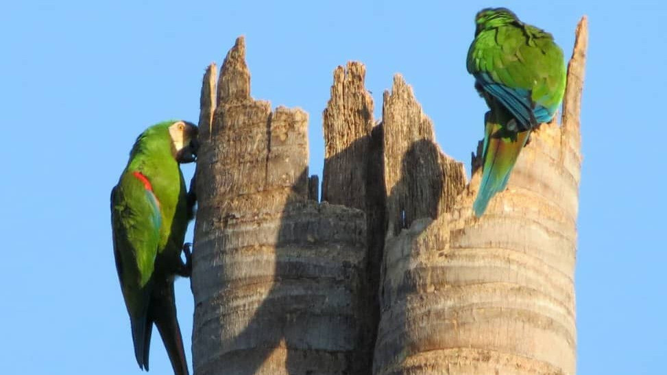https://test.fronteradigital.com.ve/Mérida potencia el aviturismo y la conservación ambiental